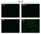 Zika Virus antibody, GTX634159, GeneTex, Immunocytochemistry image 