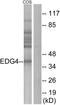 Lysophosphatidic Acid Receptor 2 antibody, LS-C120644, Lifespan Biosciences, Western Blot image 