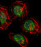 CCR4-NOT Transcription Complex Subunit 7 antibody, 55-638, ProSci, Immunofluorescence image 