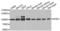 G Elongation Factor Mitochondrial 1 antibody, LS-C333825, Lifespan Biosciences, Western Blot image 