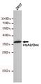 Serine protease HTRA2, mitochondrial antibody, STJ99217, St John