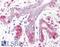 ERLIN2 antibody, 45-552, ProSci, Enzyme Linked Immunosorbent Assay image 