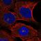 Dynein Axonemal Heavy Chain 14 antibody, HPA028545, Atlas Antibodies, Immunofluorescence image 