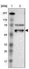 Embryonal Fyn-Associated Substrate antibody, NBP2-31993, Novus Biologicals, Western Blot image 