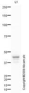 Chitinase 3 Like 1 antibody, ab77528, Abcam, Western Blot image 