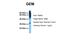 KIR antibody, ARP42226_T100, Aviva Systems Biology, Western Blot image 