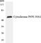 Cytochrome P450 Family 2 Subfamily C Member 19 antibody, EKC1912, Boster Biological Technology, Western Blot image 