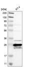 Methenyltetrahydrofolate Synthetase antibody, HPA008067, Atlas Antibodies, Western Blot image 