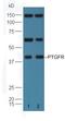 Prostaglandin F Receptor antibody, orb185891, Biorbyt, Western Blot image 