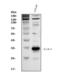 Kallikrein Related Peptidase 3 antibody, PB9259, Boster Biological Technology, Western Blot image 