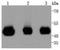 Mitogen-Activated Protein Kinase Kinase 2 antibody, A00996-1, Boster Biological Technology, Western Blot image 