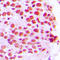 ETS2 Repressor Factor antibody, LS-C352166, Lifespan Biosciences, Immunohistochemistry frozen image 