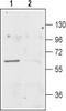 Excitatory amino acid transporter 3 antibody, TA328839, Origene, Western Blot image 