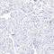 Erythroid transcription factor antibody, HPA000233, Atlas Antibodies, Immunohistochemistry frozen image 