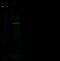 SMAD Family Member 5 antibody, 101483-T42, Sino Biological, Western Blot image 