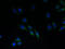Ring Finger Protein 183 antibody, A60646-100, Epigentek, Immunofluorescence image 