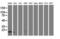 NADH:Ubiquinone Oxidoreductase Subunit A7 antibody, M10817-1, Boster Biological Technology, Western Blot image 
