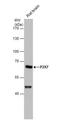 P2X7 antibody, NBP1-32470, Novus Biologicals, Western Blot image 