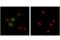 CD11C antibody, 97585S, Cell Signaling Technology, Immunocytochemistry image 