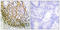 Stromelysin-2 antibody, LS-C118518, Lifespan Biosciences, Immunohistochemistry frozen image 