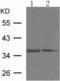 rRNA 2 -O-methyltransferase fibrillarin antibody, TA323170, Origene, Western Blot image 