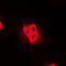 TBC1 Domain Family Member 4 antibody, GTX55118, GeneTex, Immunofluorescence image 