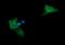 Mitogen-Activated Protein Kinase Kinase 2 antibody, NBP2-45802, Novus Biologicals, Immunofluorescence image 
