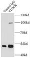 Clock Circadian Regulator antibody, FNab01769, FineTest, Immunoprecipitation image 