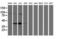 Paraplegin antibody, LS-C173804, Lifespan Biosciences, Western Blot image 