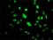  antibody, H00003397-M02, Novus Biologicals, Immunocytochemistry image 