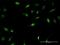 Zinc finger protein 582 antibody, H00147948-B01P, Novus Biologicals, Immunofluorescence image 