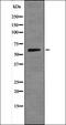 SMAD Family Member 1 antibody, orb335726, Biorbyt, Western Blot image 