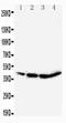 CEBPA antibody, PA1459, Boster Biological Technology, Western Blot image 