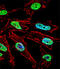 NK1 Homeobox 1 antibody, LS-C164893, Lifespan Biosciences, Immunofluorescence image 