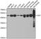 Ornithine aminotransferase, mitochondrial antibody, 22-072, ProSci, Western Blot image 