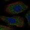 Aralkylamine N-Acetyltransferase antibody, NBP2-55364, Novus Biologicals, Immunofluorescence image 