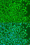 NK2 Homeobox 5 antibody, 19-777, ProSci, Immunofluorescence image 