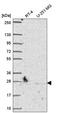 Proteasome Subunit Beta 6 antibody, HPA063656, Atlas Antibodies, Western Blot image 