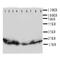 DNA repair protein XRCC3 antibody, orb76154, Biorbyt, Western Blot image 