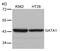 GATA Binding Protein 1 antibody, 79-524, ProSci, Western Blot image 