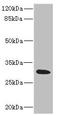 HVCN1 antibody, LS-C675877, Lifespan Biosciences, Western Blot image 