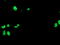 UNG1 antibody, TA503567, Origene, Immunofluorescence image 