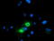 B7 antibody, TA501679, Origene, Immunofluorescence image 