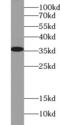 Lactate Dehydrogenase A antibody, FNab04735, FineTest, Western Blot image 