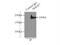 Dedicator of cytokinesis protein 7 antibody, 13000-1-AP, Proteintech Group, Immunoprecipitation image 