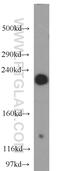 L Afadin antibody, 55102-1-AP, Proteintech Group, Western Blot image 