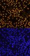 SRY-Box 17 antibody, MAB19241, R&D Systems, Immunofluorescence image 