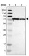 Methylcrotonoyl-CoA Carboxylase 1 antibody, PA5-52542, Invitrogen Antibodies, Western Blot image 