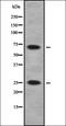 SCAN Domain Containing 1 antibody, orb378410, Biorbyt, Western Blot image 
