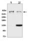 HSPG antibody, LS-C357466, Lifespan Biosciences, Western Blot image 
